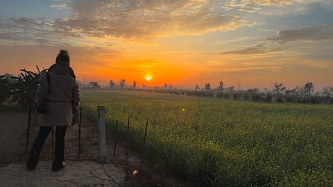 A glimpse of sunset from a mustard field in Fazilka